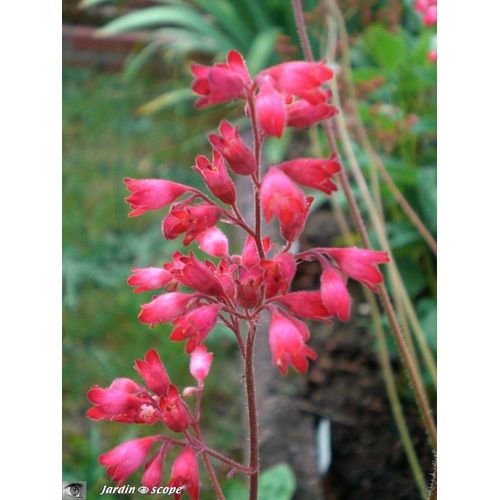 Heucheres Sanguine Ou Heuchera, Ou Désespoir Du Peintre