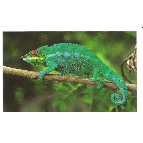 Sticker Autocollant Auchan Junglemania Caméléon Panthère N° 113