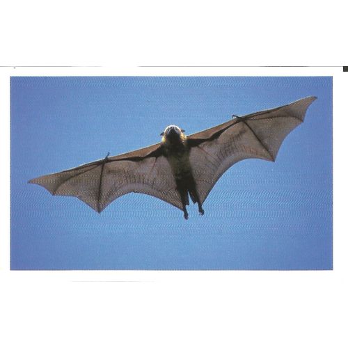 Sticker Autocollant Auchan Junglemania Chauve Souris Renard Volant Malgache N° 97