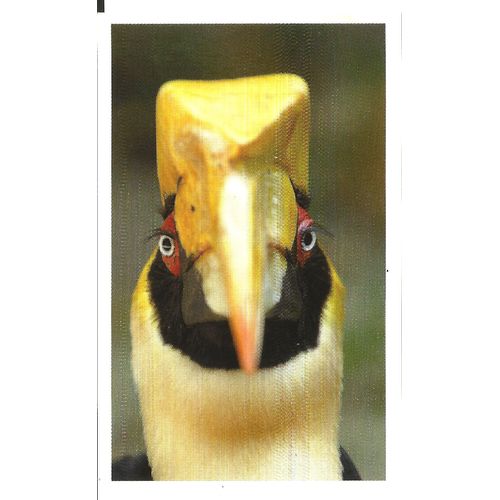 Sticker Autocollant Auchan Junglemania Oiseau Calao Bicorne N° 147