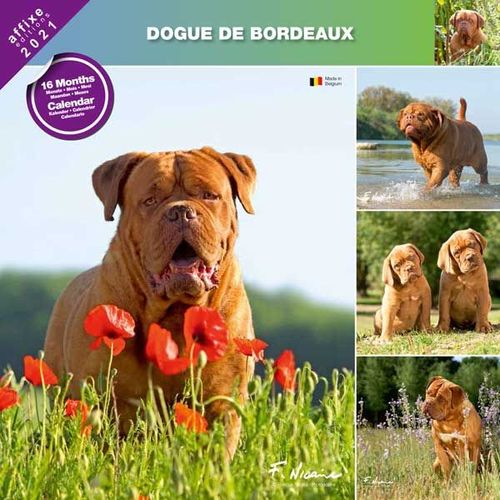 Calendrier Affixe 2023 Calendrier Dogue De Bordeaux 2021 - Affixe | Rakuten