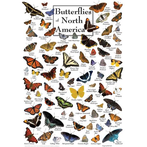 Butterflies Of North America - Puzzle 1000 Pièces