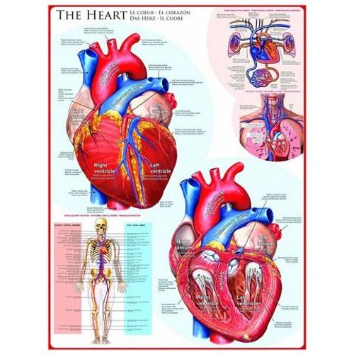 Le Coeur - Puzzle 1000 Pièces