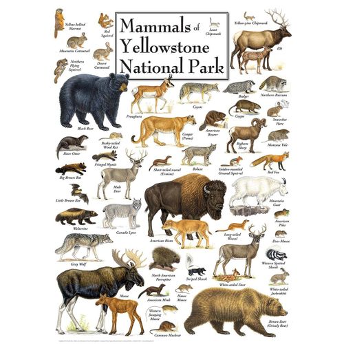 Mammals Of Yellowstone National Park - Puzzle 1000 Pièces