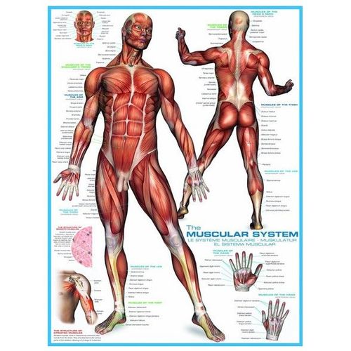 Système Musculaire - Puzzle 1000 Pièces