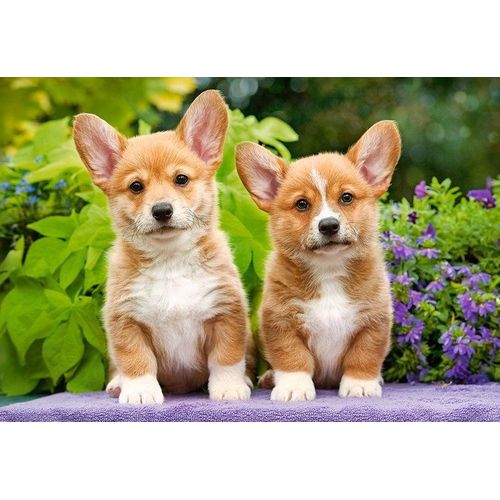 Welsh Corgi Puppies - Puzzle 1000 Pièces