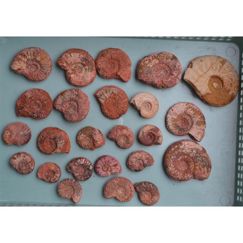 Ammonites Du Toarcien