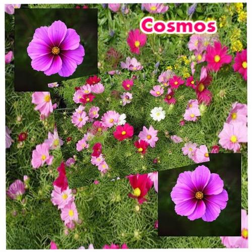 Graines de COSMOS superbe fleur annuelle | Rakuten