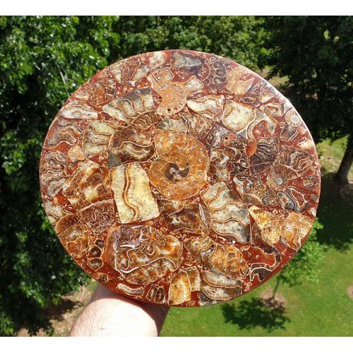 Fossiles De Conque D'ammonite Fixés Sur 1 Disque En Résine 25 Cm (+ Support)