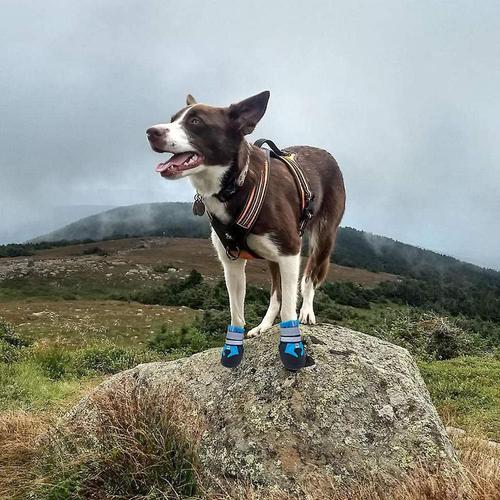 Bottes De Protection Imperméables Pour Chien - Chaussons Antidérapants Pour Chien Xl