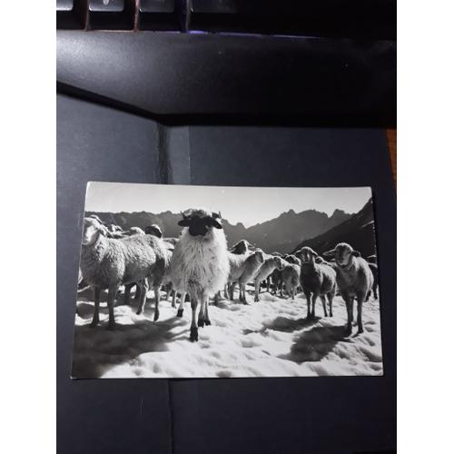 Carte Postale Moutons Sur Le Glacier Des Grands