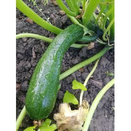 Graines De Courgette Verte Non Coureuse