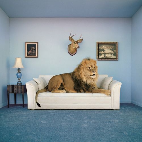 Puzzle Adulte Puzzle Frame Me Up 250 Pièces - The Master Of The House