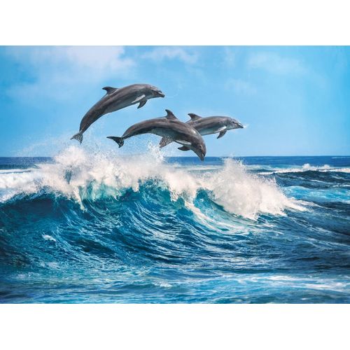 Puzzle Adulte High Quality 500 Pièces - Dolphins