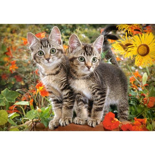 Kitten Buddies - Puzzle 1500 Pièces