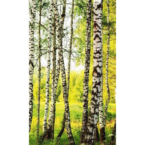 Papier peint intissé FORÊT DE BOULEAUX 150 cm x 250 cm | QUALITÉ.[Z4600]