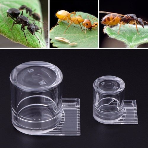 Distributeur D'eau Fourmi Acrylique Ferme Transparente D'alimentation Des Aliments, Surface D'alimentation Pour Insecte Nid De Fourmi 2 Tailles, Boîte Fournitures Pour Insectes C42