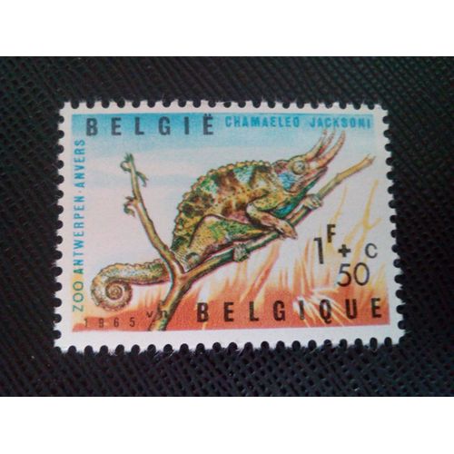 Timbre Belgique Yt 1344 Jacksons Chameleon (Chamaeleo Jacksoni) 1965 ( 061204 )