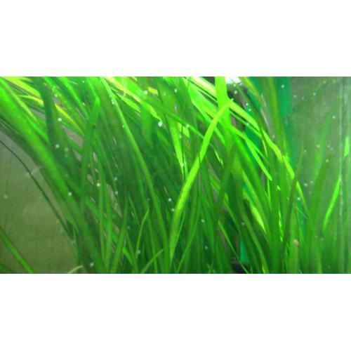 Plante Aquarium Vallisneria Spiralis 25 Cm 12 Feuilles