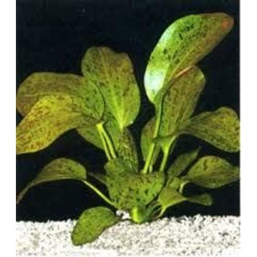 Echinodorus Ozelot Green 5/6 Cm 1 Pied De 5/6 Feuilles Avec Racine