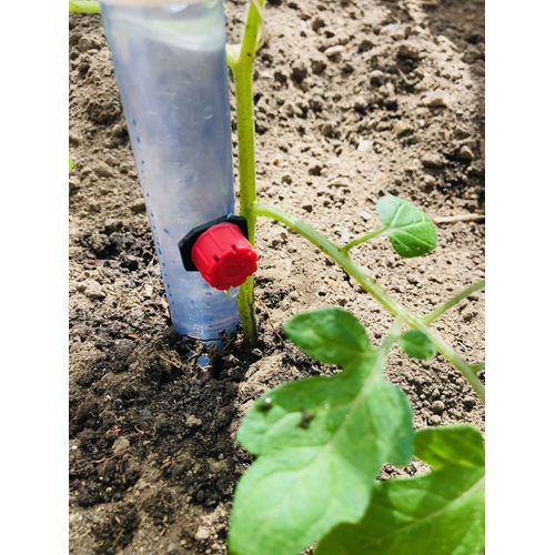 TUTEUR GOUTTEUR POUR PLANTS DE TOMATE. Cet astucieux tuteur possède une réserve d'eau qui va irriguer le plant à la racine par un robinet goutte à goutte réglable.