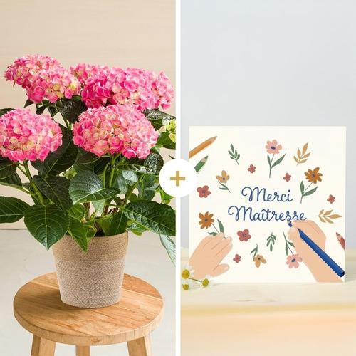 Hortensia Et Sa Carte Message Merci Maîtresse - Interflora - Livraison De Fleurs