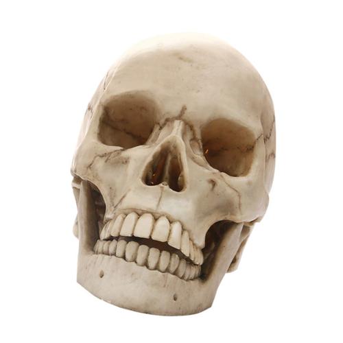 Gothique Collection crâne Médecin Décoration 1 fourni Ornement Tête Résine 