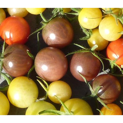 Tomate Cerise Noire "Black Cherry" - 15 Graines