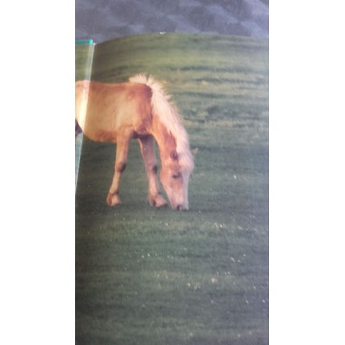 Le Cheval Et Nous
