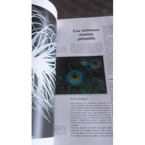 La Vie Silencieuse Dans La Mer