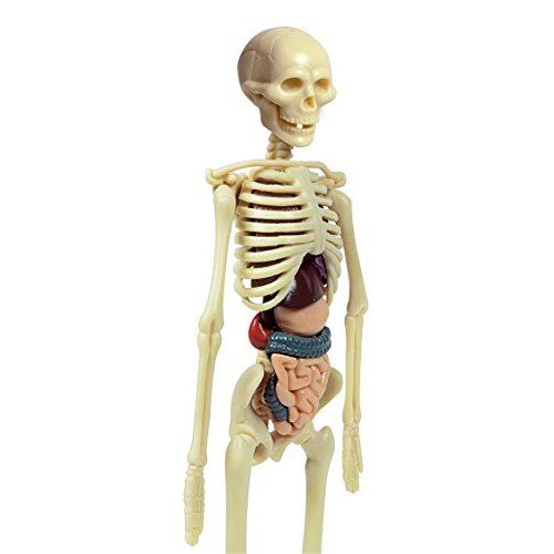 Clementoni Der Menschliche Körper Mini-Set