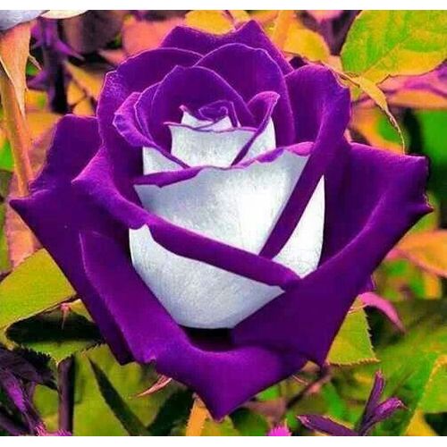 Graines De Rose Osiria Violette