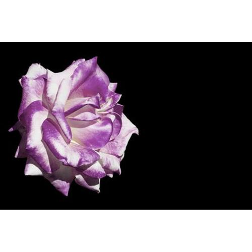 Graines De Rose Violette Blanche