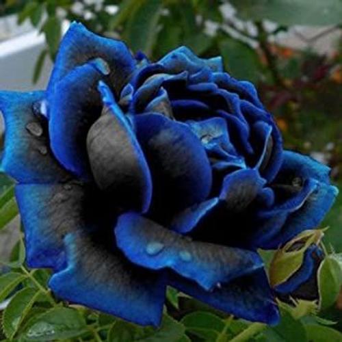 Graines De Rose Bleu Noire