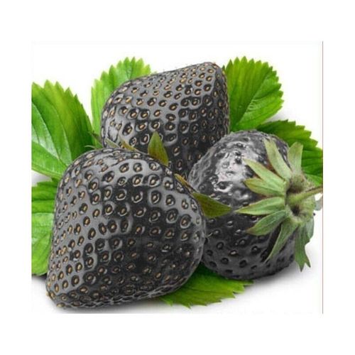 Graines De Fraise Noire