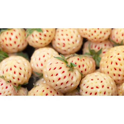 Graines De Fraise Blanche