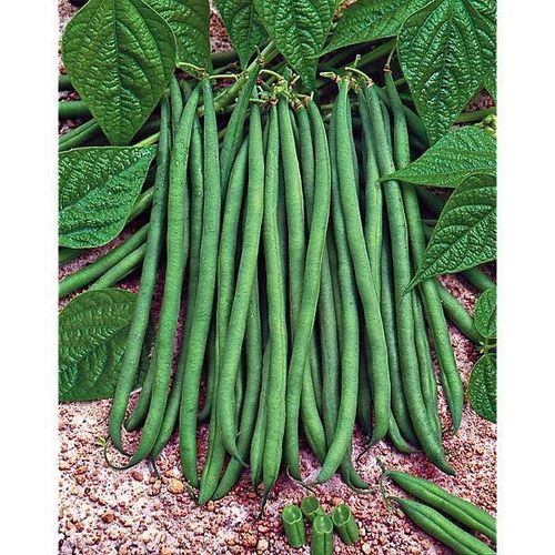 Haricot Vert Contender Sans Fil 100 Graines Bio