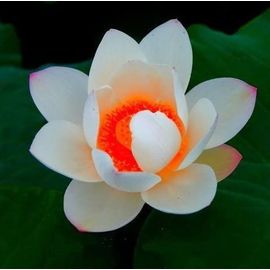 Graines De Lotus Coeur Rouge