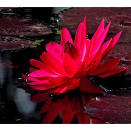 Graines De Lotus Lanterne Rouge