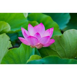 Graines De Lotus Rose Bonbon