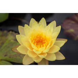 Graine De Lotus Rouge Pêche