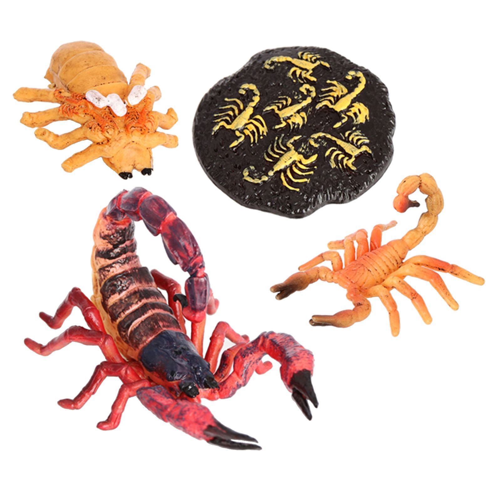 Rouge Insectes Scorpion Lore Vie Cycle 4 Pieces Insectes Figure Montre La Vie Ufs Eclosent Bebe Scorpion L Age Adulte Scorpion Rakuten