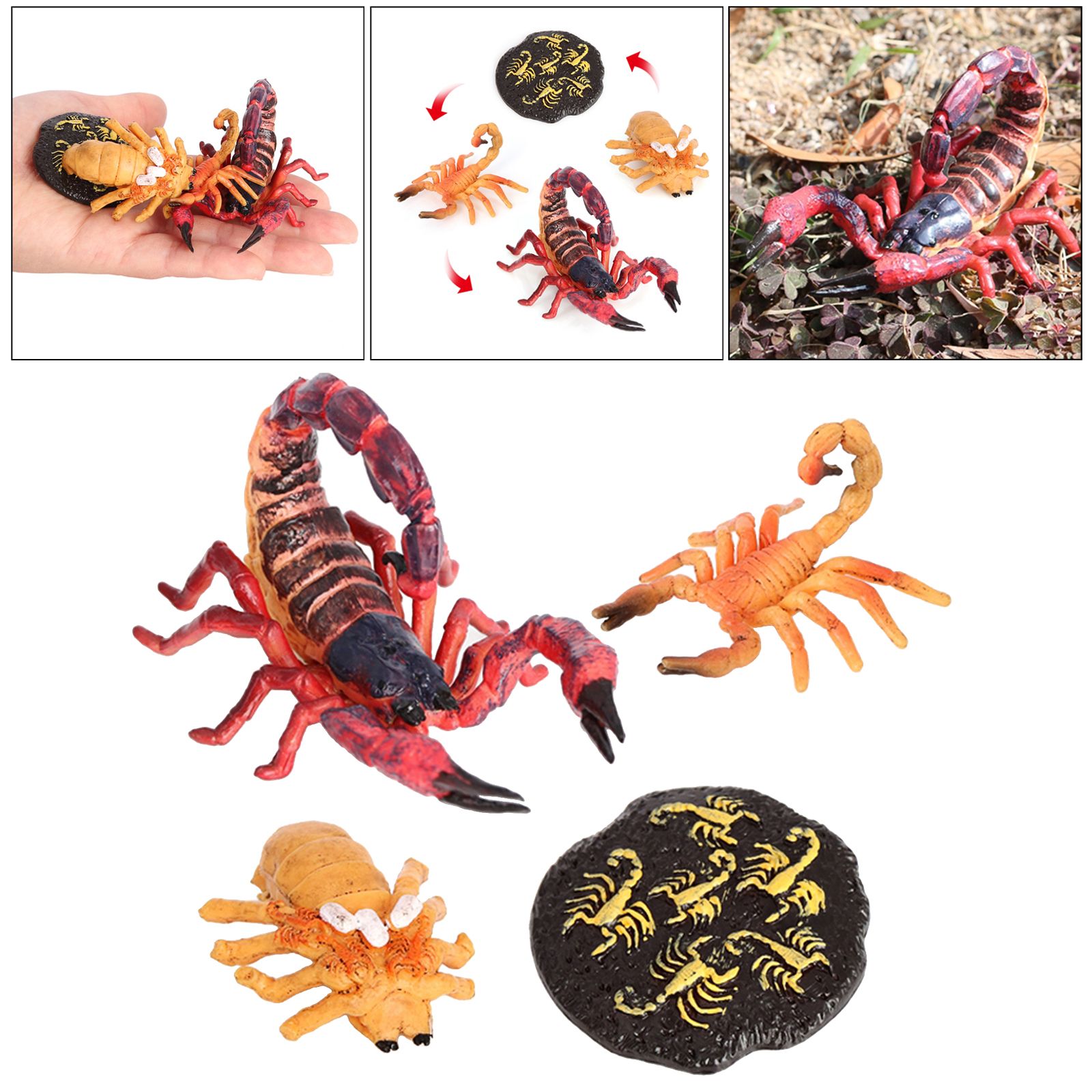 Rouge Insectes Scorpion Lore Vie Cycle 4 Pieces Insectes Figure Montre La Vie Ufs Eclosent Bebe Scorpion L Age Adulte Scorpion Rakuten