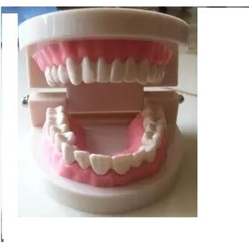 Modèle Géant D'enseignement Des Dents Pour Enfants, Dentiste, Enseignement Des Dents, Modèle Éducatif, Extraction De L'éducation Médicale