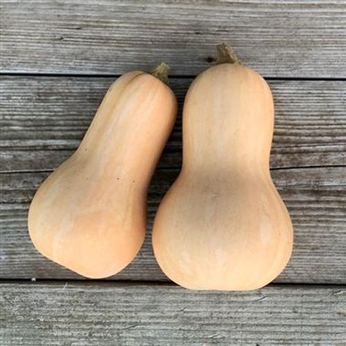 20 Graines De Butternut