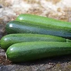 20 Graines De Courgettes Vertes Non Couresuse Des Maraichers
