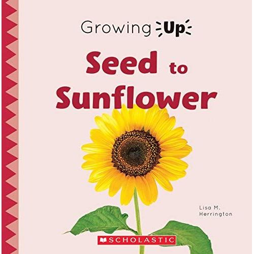 Seed To Sunflower (Growing Up) (Paperback)