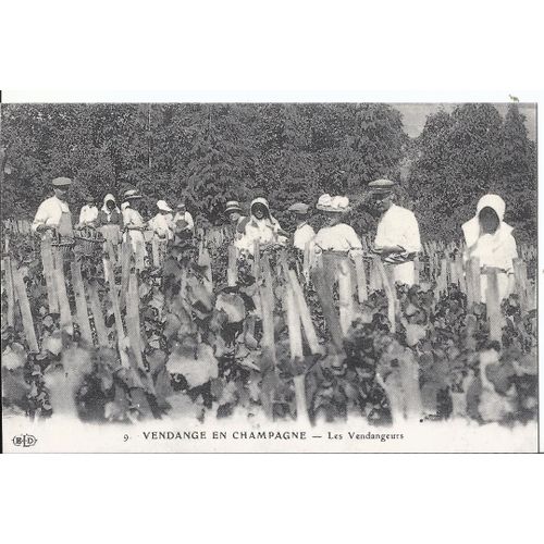 Vendange En Champagne - Les Vendangeurs