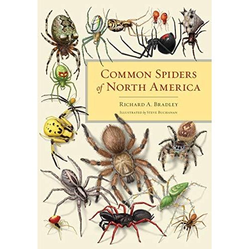 Common Spiders Of North America