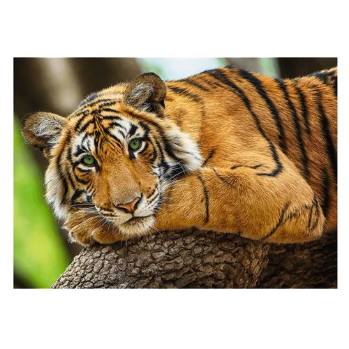 Tiger Portrait - Puzzle 500 Pièces